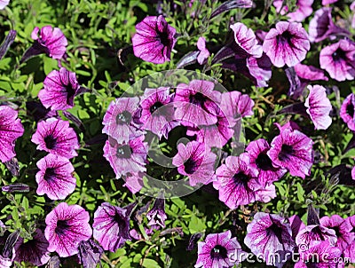 Garden petunia hybrid (Petunia Ã— atkinsiana) in garden, blooming in spring Stock Photo